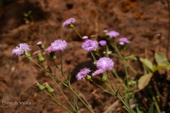 Vernonia cinerea